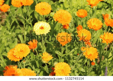 Orange Calendula Flowers, with Single Yellow Flower in the Marigold Family