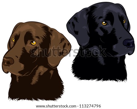 Chocolate and Black Labs