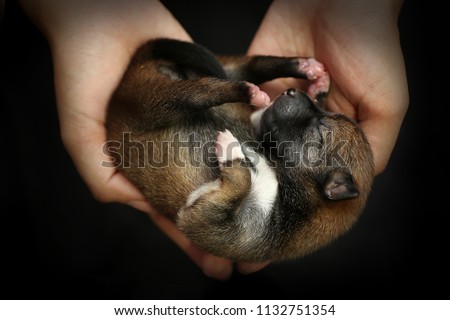 Close-up of a Newborn Shiba Inu puppy. Japanese Shiba Inu dog. Beautiful shiba inu puppy color brown and mom. 2 day old. Puppy on hand. Dog on hands forming a heart shape. Hand on black background. Royalty-Free Stock Photo #1132751354