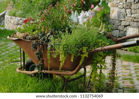 Decorative wheelbarrow planted with flowers and plants in the garden