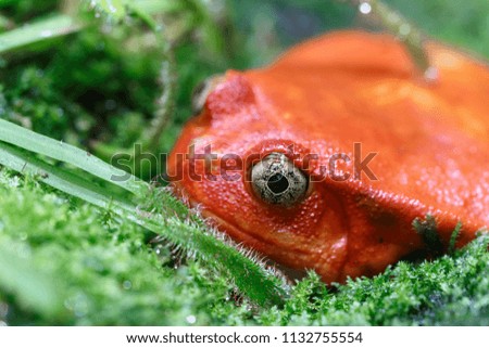 Red frog with beautiful eyes sitting in the green grass