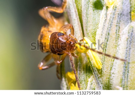 Earwig on a blade of grass in the meadow