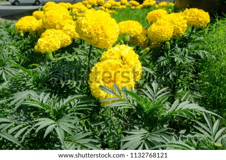 beautiful flowers growing on a flower bed, marigolds of yellow color grew in a garden