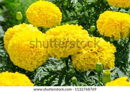 beautiful flowers growing on a flower bed, marigolds of yellow color grew in a garden