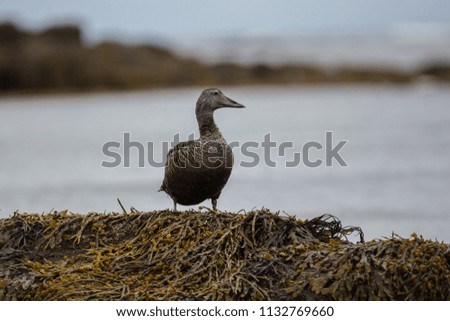 Wild duck in Icelandic nature