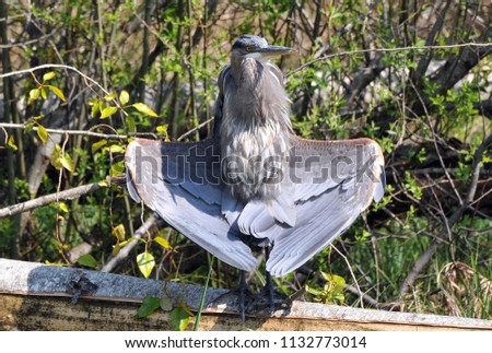 A blue heron with his wings folded in on April 18, 2015, in Silverdale, Washington.
