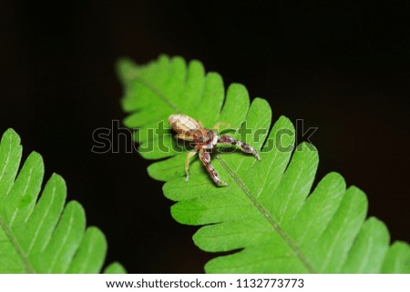 Jumping spiders in Thailand.