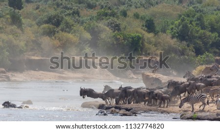 It is the Great Wildebeest Migration.  These are good pictures of wildlife. Photos were taken on short distance and with excellent light. Royalty-Free Stock Photo #1132774820