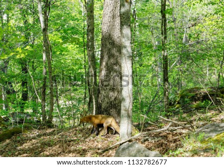 Fox Coming from behind Tree in Forest. Deep forest tree canopy. Above ground portion of mature formed trees. Different types of tree foliage of shade trees.