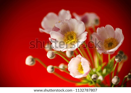 Cute pink flowers on a red background