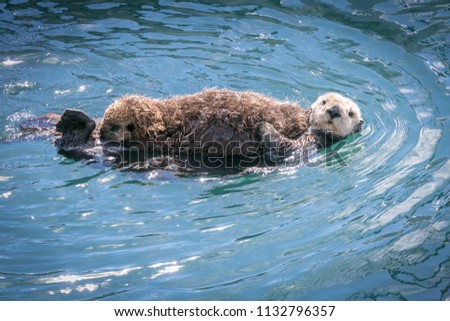 Sea otter mother and cub in Morro Bay California