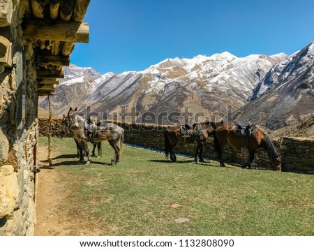 horses in the background of mountains in the daytime