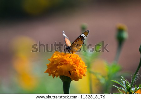 A Monarch butterfly sitting on the Marigold flowers and feeding it self in its natural habitat.