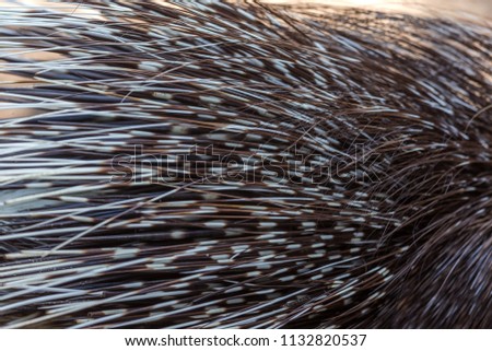 A dangerous porcupine with large poisonous needles. Malay porcupine or Himalayan porcupine - kind of dangerous night mammals, rodents shooting poisonous needles from their plumage