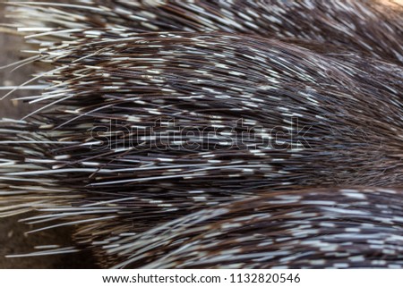 A dangerous porcupine with large poisonous needles. Malay porcupine or Himalayan porcupine - kind of dangerous night mammals, rodents shooting poisonous needles from their plumage