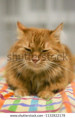 red headed cat lie in the bed and want to sleep
