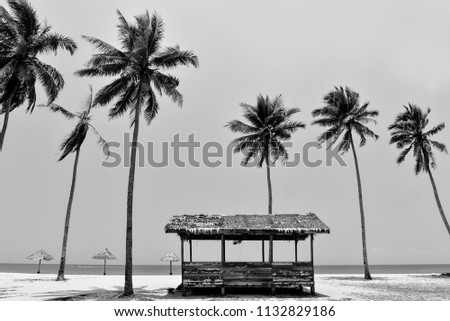 Peaceful scenery of coconut tree and bamboo hut on the ground in Kampung Mangkok, Setiu, Terengganu, Malaysia.
black and white photography.