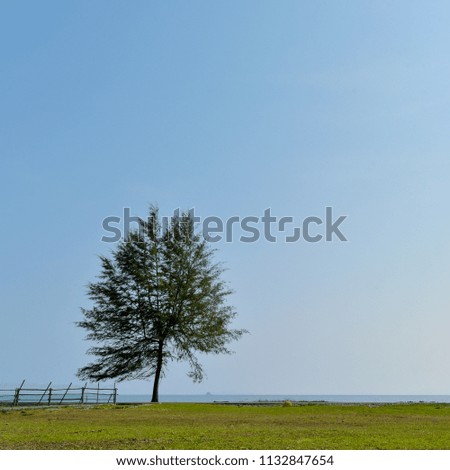 Lonely pine tree near the beach. minimalist  photography.