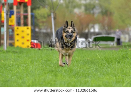The oldest German shepherd runs in the park in the summer