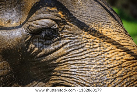 close up on elephant eye