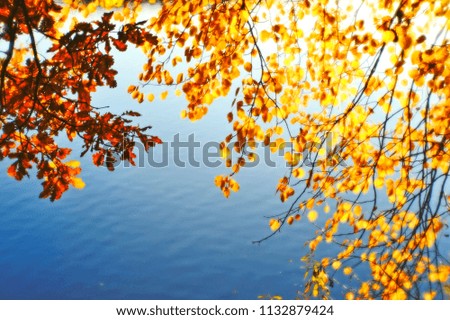 Autumn blurred background of Golden leaves with branches hanging over the water. Artistic blur. Background.