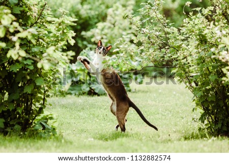 Oriental cat playing in the garden with leaves in summer. The Oriental Shorthair is a breed of domestic cat that is closely related to the Siamese.
