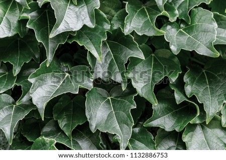 Green leaves background. Natural fresh abstract pattern
