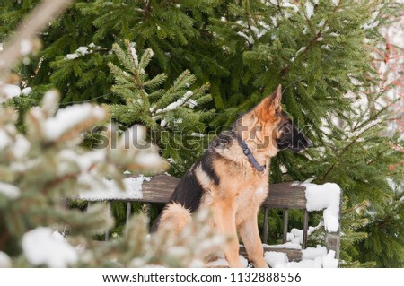A beautiful playful german shepherd puppy dog sitting on a wooden bench at winter.