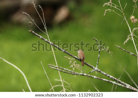 House vren on a branch
