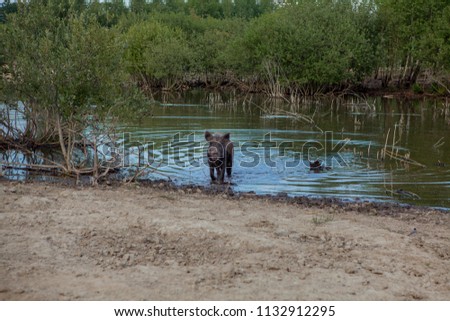 Wild pig cooling down in swamp on hot summer day.