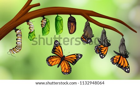 Science butterfly life cycle illustration