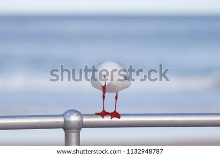 bird at the beach on blue background