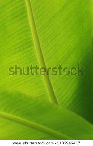 Vertical banana leaf