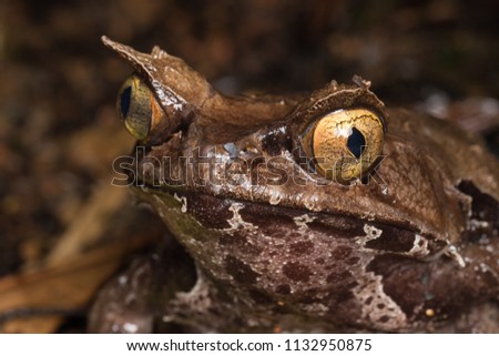 Super huge of Borneo Horn Frog in Borneo Island -  Megophrys kobayashii