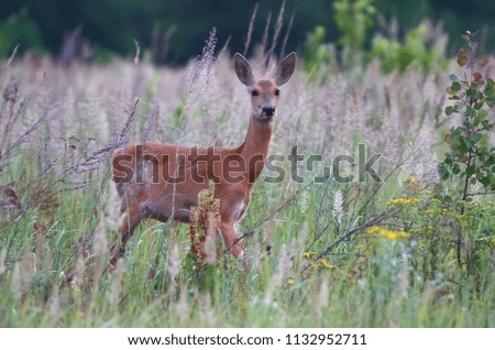 A curious roe deer walks the field in the early summer morning and looks closely at the photographer
