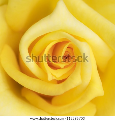 Yellow rose flower as close up Royalty-Free Stock Photo #113295703