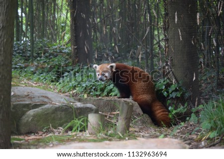  Cute Red panda  