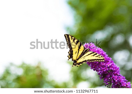 Close-up of yellow and black swallowtail butterfly perched on pink butterfly bush flowers with white background