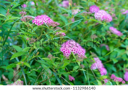 spirea japonica little princess in blossom Royalty-Free Stock Photo #1132986140