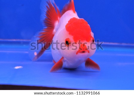 oranda goldfish  have red mouth, It's so cute
