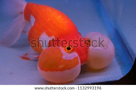 cute bubble eye goldfish in the aquarium tank