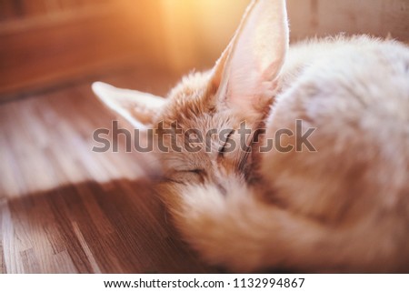 Close up of sleeping fenec fox in a wooden house