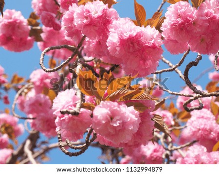 Close up Beautiful Pink Sakura or Cherry blossom flower under the blue sky, Beautiful Japanese Spring with pink Sakura or cherry blossom. Beautiful nature scene with blooming tree. Springtime.