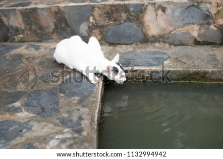 Photo of white cat Drinking water at the pond.