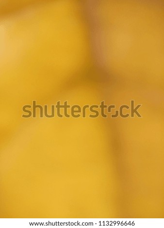 Abstract background texture of a yellow autumn leaf. Autumn season. Fall harvest. Abstract background of Yellow and white color. 