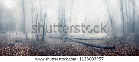 Fog in the forest. Mysterious misty forest with a fantastic view