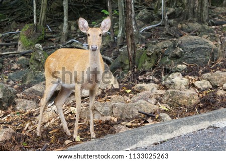 Brown deer standing four leg