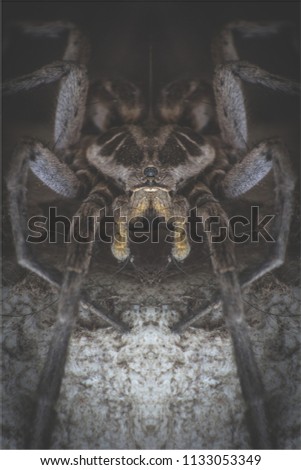 Spider Wolf Arachnid