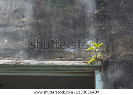 Old concrete wall with plants Material