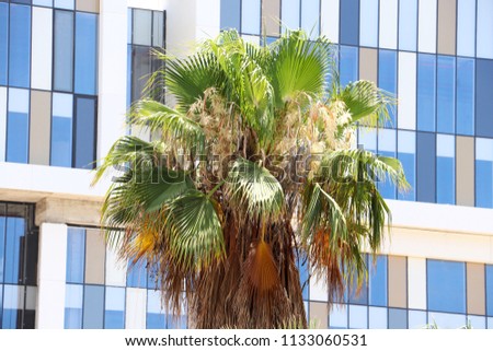 Tree of Washingtonia palm, modren buildings in the background.
